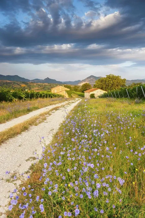 Framed Print : First light of morning on Piana dei Tramonti with bloom of Cichorium intybus (Common chicory), Cupramontana, Ancona province, Marche, Italy Framed Print : First light of morning on Piana dei Tramonti with bloom of Cichorium intybus (Common chicory), Cupramontana, Ancona province, Marche, Italy