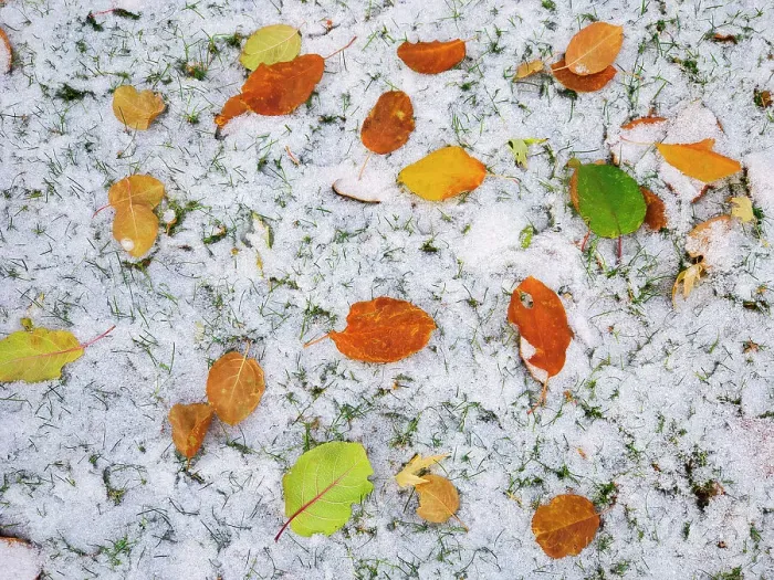 Framed Print : First snow in autumn leaves, Winnipeg, Manitoba, Canada Framed Print : First snow in autumn leaves, Winnipeg, Manitoba, Canada
