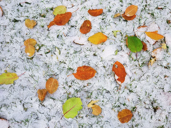 First snow in autumn leaves, Winnipeg, Manitoba, Canada