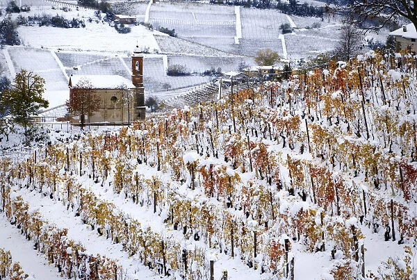 First snow on the orange vineyards in Langhe, Montelupo Albese, Piedmont, Italy