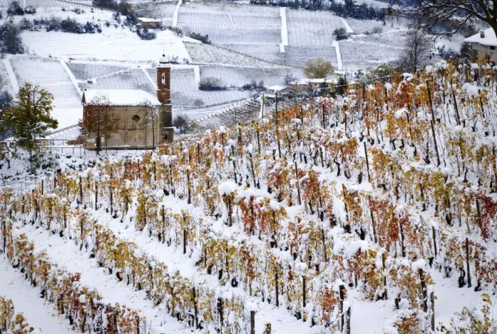 Framed Print : First snow on the orange vineyards in Langhe, Montelupo Albese, Piedmont, Italy Framed Print : First snow on the orange vineyards in Langhe, Montelupo Albese, Piedmont, Italy