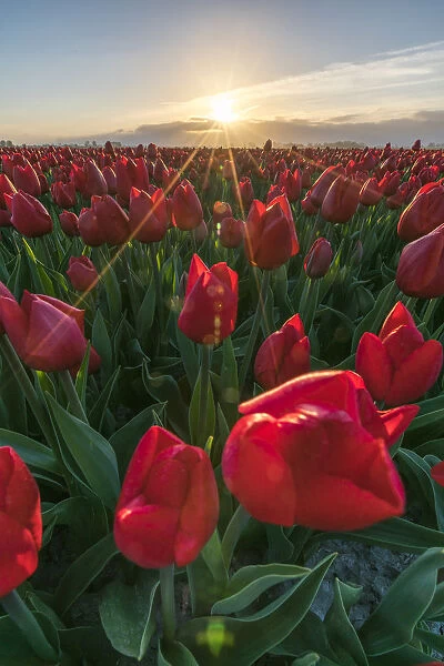 First sunrays over a field of red tulips. Koggenland, North Holland province, Netherlands
