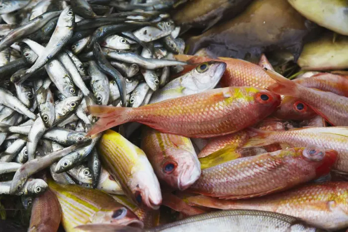 Framed Print : Fish at market, Weligama, Southern Province, Sri Lanka