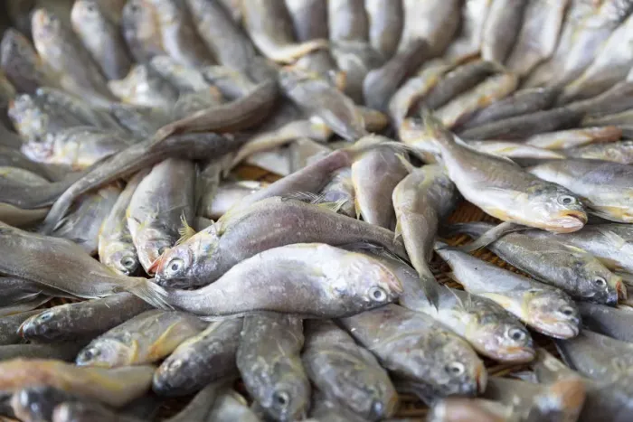 Framed Print : Fish at Namdaemun Market, Seoul, South Korea Framed Print : Fish at Namdaemun Market, Seoul, South Korea