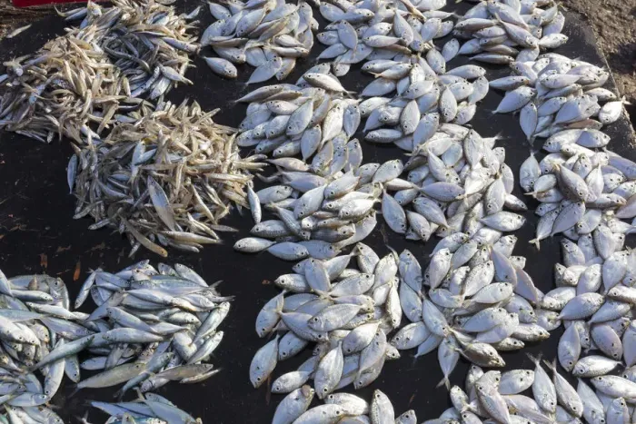 Framed Print : Fish for sale at the market in Stone Town, Zanzibar, Tanzania