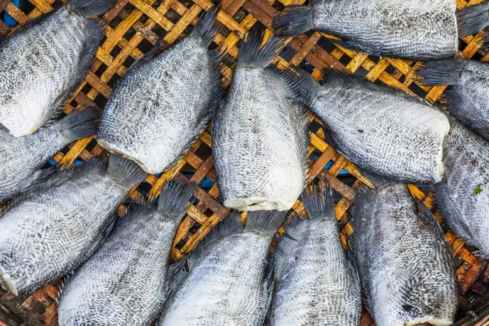 Framed Print : Fish for sale at Mueang Mai Market, Chiang Mai, Northern Thailand, Thailand Framed Print : Fish for sale at Mueang Mai Market, Chiang Mai, Northern Thailand, Thailand