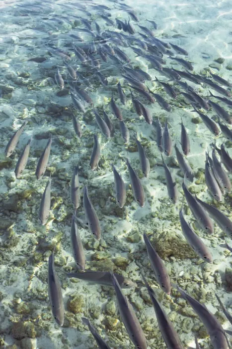 Framed Print : Fish swarm - Maldives, Haa Alifu Atoll, Dhonakulhi - Island Hideaway