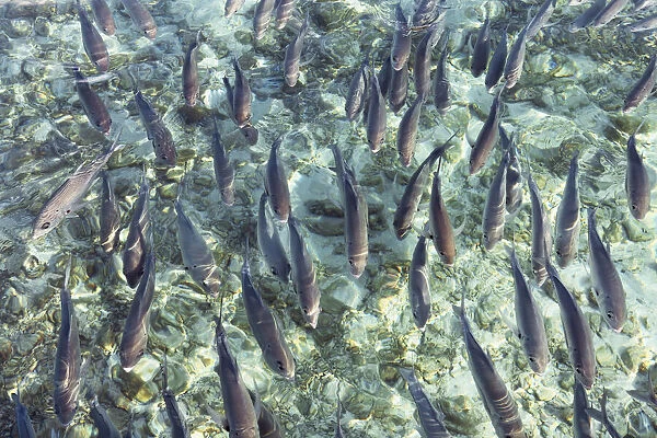 Fish swarm - Maldives, Haa Alifu Atoll, Dhonakulhi - Island Hideaway
