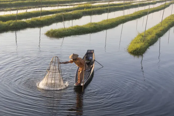 Framed Print : A fisherman fishes using a traditional net in the floating gardens on Inle Lake, Shan