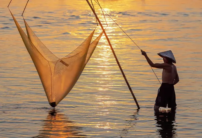 Framed Print : Fisherman lifting his traditional net from the water at sunrise, Quang Loi Lagoon, near Hoi An, Central Vietnam Framed Print : Fisherman lifting his traditional net from the water at sunrise, Quang Loi Lagoon, near Hoi An, Central Vietnam