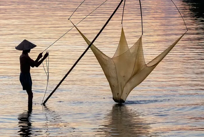 Framed Print : Fisherman lifting his traditional net from the water at sunrise, Quang Loi Lagoon, near Hoi An, Central Vietnam