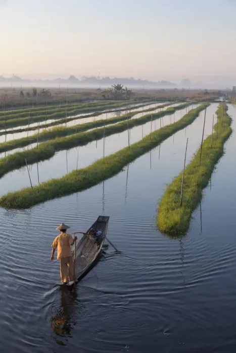 Framed Print : A fisherman rows in the floating gardens on Inle Lake, Shan State, Burma, Myanmar Framed Print : A fisherman rows in the floating gardens on Inle Lake, Shan State, Burma, Myanmar
