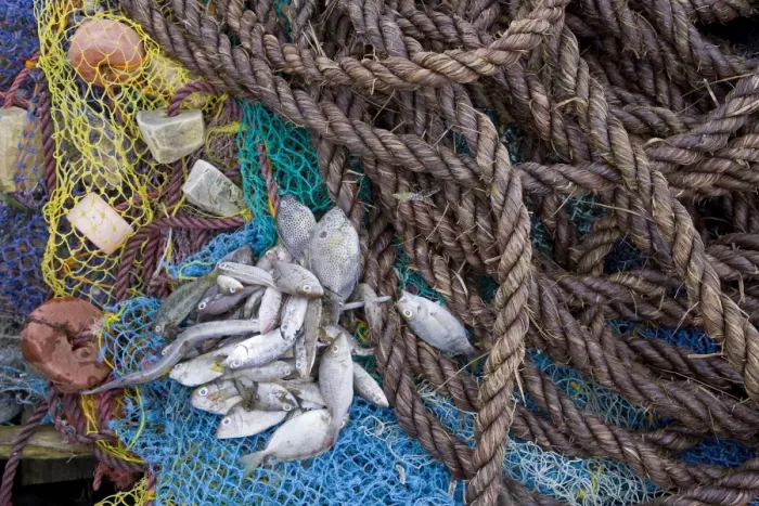 Framed Print : A fisherman unloads his catch in the harbour of Ibo Island