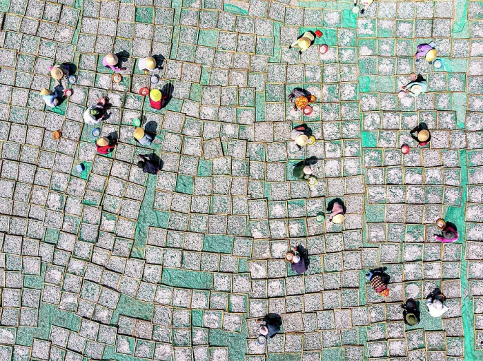Framed Print : Fishermen collecting anchovies from drying racks, Tuy An, Phu Yen Province, Vietnam Framed Print : Fishermen collecting anchovies from drying racks, Tuy An, Phu Yen Province, Vietnam