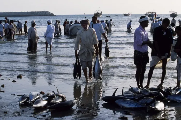 Framed Print : Fishermen off-load their catch onto the beach at Sur Framed Print : Fishermen off-load their catch onto the beach at Sur