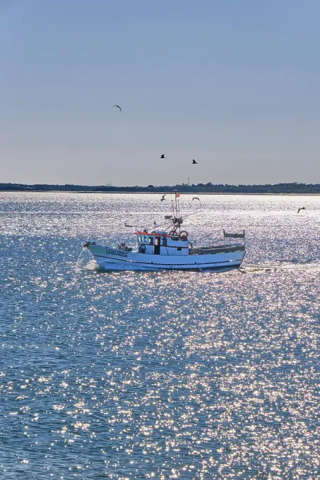 Framed Print : Fishing boat with seagulls, near the Arrabida Nature Park. Setubal, Portugal