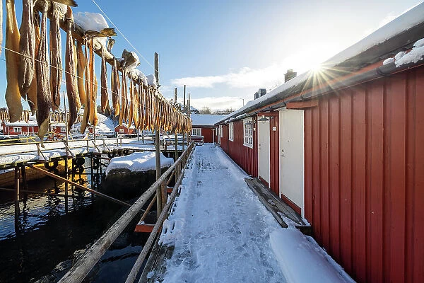 Fishing village of Nusfjord, with cod drying in the sun, Nusfjord, Lofoten island, Norway