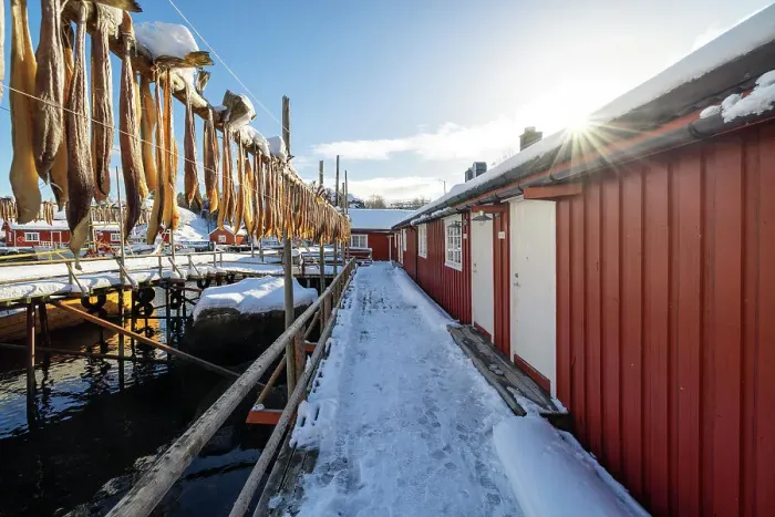 Framed Print : Fishing village of Nusfjord, with cod drying in the sun, Nusfjord, Lofoten island, Norway