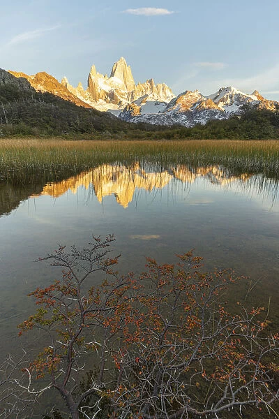 Fitz Roy reflection at dawn from Mirador Fitz Roy, with trees in the foreground