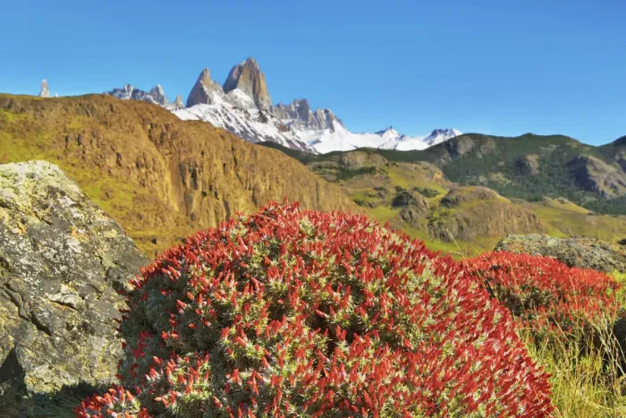 Framed Print : Fitzroy Range with blooming fire tongues - Argentina, Santa Cruz, Los Glaciares Framed Print : Fitzroy Range with blooming fire tongues - Argentina, Santa Cruz, Los Glaciares