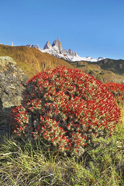 Fitzroy Range with blooming fire tongues - Argentina, Santa Cruz, Los Glaciares