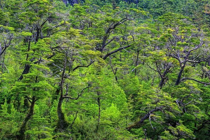 Framed Print : Fjord slopes forest, Peel Fjord, Sarmiento Channel, Magallenes, Chile Framed Print : Fjord slopes forest, Peel Fjord, Sarmiento Channel, Magallenes, Chile