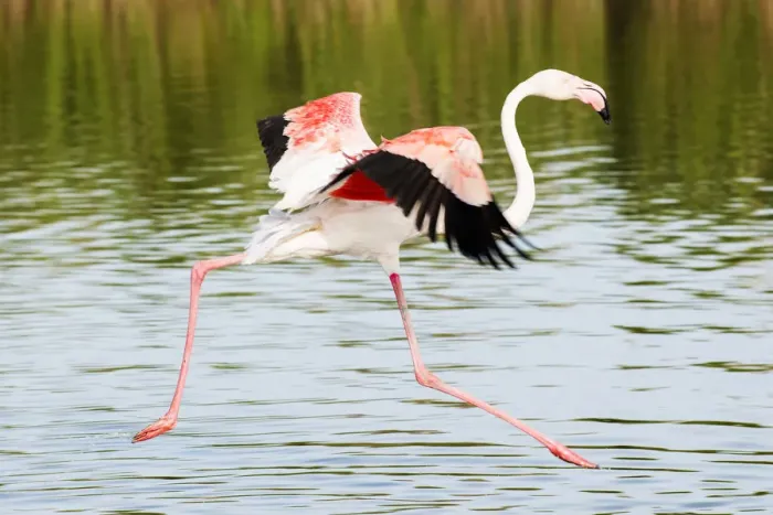 Framed Print : Flamingo, Camargue, France Framed Print : Flamingo, Camargue, France