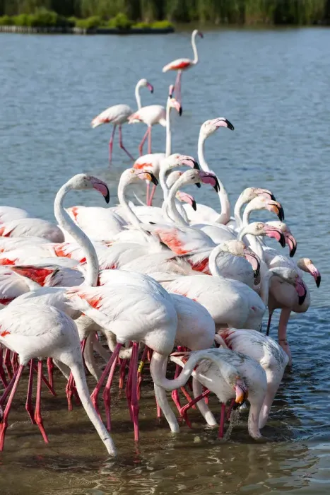 Framed Print : Flamingo colony, Camargue, France Framed Print : Flamingo colony, Camargue, France