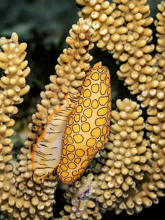 Framed Print : Flamingo Tongue (Cyphoma gibbosum), Grand Cayman, Cayman Islands, British West Indies Framed Print : Flamingo Tongue (Cyphoma gibbosum), Grand Cayman, Cayman Islands, British West Indies