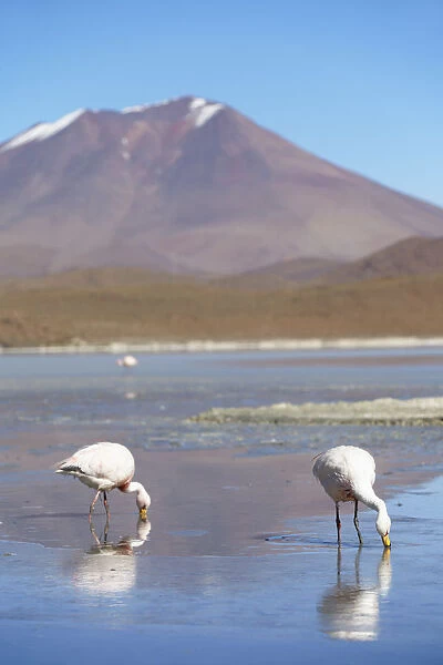 Flamingoes at Laguna Adeyonda on Altiplano, Potosi Department, Bolivia