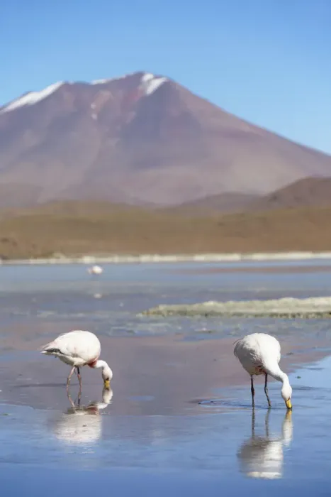 Framed Print : Flamingoes at Laguna Adeyonda on Altiplano, Potosi Department, Bolivia Framed Print : Flamingoes at Laguna Adeyonda on Altiplano, Potosi Department, Bolivia