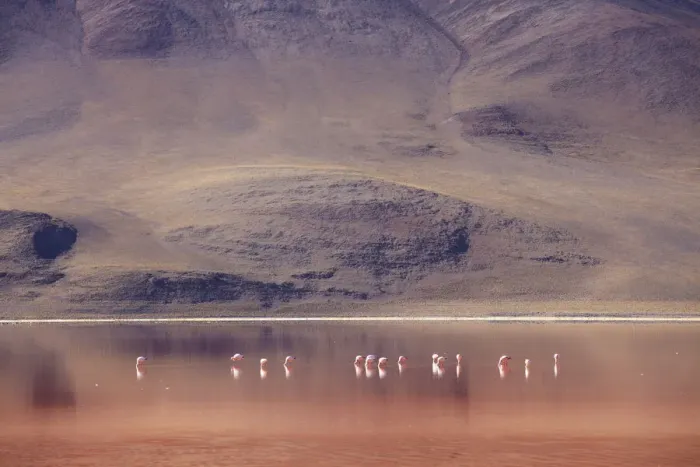 Framed Print : Flamingoes at Laguna Colorada on the Altiplano, Potosi Department, Bolivia Framed Print : Flamingoes at Laguna Colorada on the Altiplano, Potosi Department, Bolivia