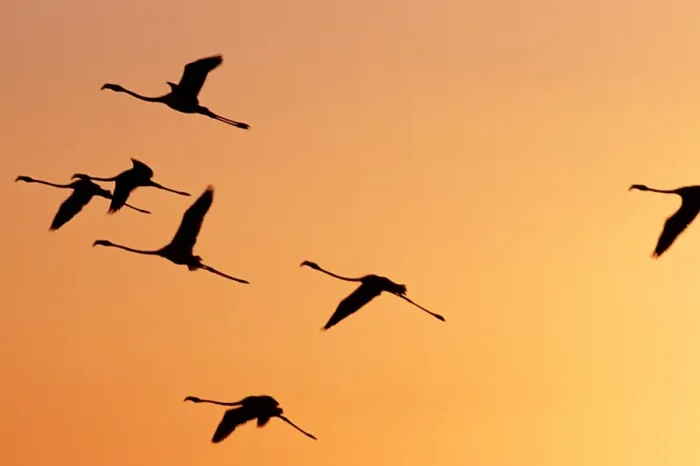 Framed Print : Flamingos fly over Lake Turkana at sunset Framed Print : Flamingos fly over Lake Turkana at sunset
