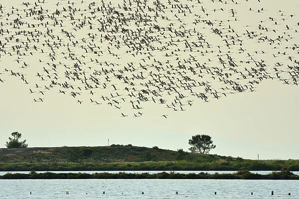 Flamingos (Phoenicopterus roseus) flying over the Sado Estuary Nature Reserve. Portugal