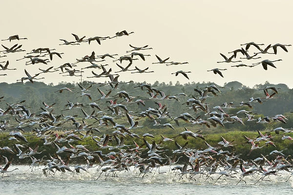Flamingos (Phoenicopterus roseus) in the marshes of the Sado Estuary Nature Reserve