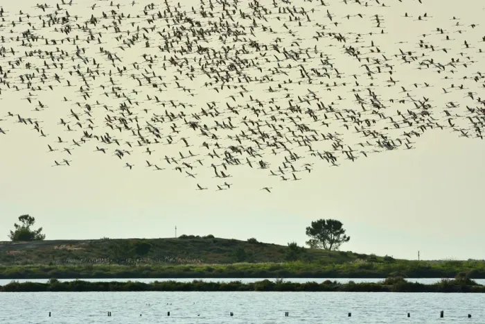 Framed Print : Flamingos (Phoenicopterus roseus) flying over the Sado Estuary Nature Reserve. Portugal Framed Print : Flamingos (Phoenicopterus roseus) flying over the Sado Estuary Nature Reserve. Portugal