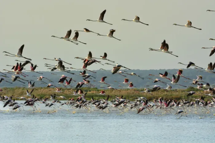 Framed Print : Flamingos (Phoenicopterus roseus) flying over the Sado Estuary Nature Reserve. Portugal Framed Print : Flamingos (Phoenicopterus roseus) flying over the Sado Estuary Nature Reserve. Portugal