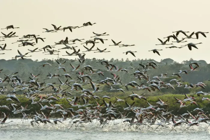 Framed Print : Flamingos (Phoenicopterus roseus) in the marshes of the Sado Estuary Nature Reserve Framed Print : Flamingos (Phoenicopterus roseus) in the marshes of the Sado Estuary Nature Reserve
