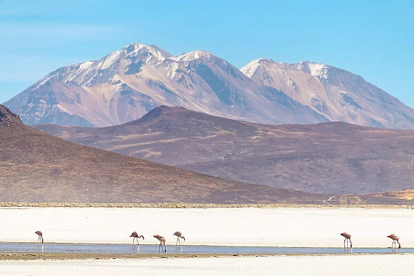 Flamingos at salt flats and Chachani volcano in background, Salinas y Aguada Blanca National Reserve, Arequipa Province, Arequipa Region, Peru