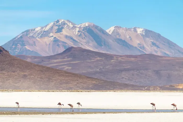 Framed Print : Flamingos at salt flats and Chachani volcano in background, Salinas y Aguada Blanca National Reserve, Arequipa Province, Arequipa Region, Peru Framed Print : Flamingos at salt flats and Chachani volcano in background, Salinas y Aguada Blanca National Reserve, Arequipa Province, Arequipa Region, Peru