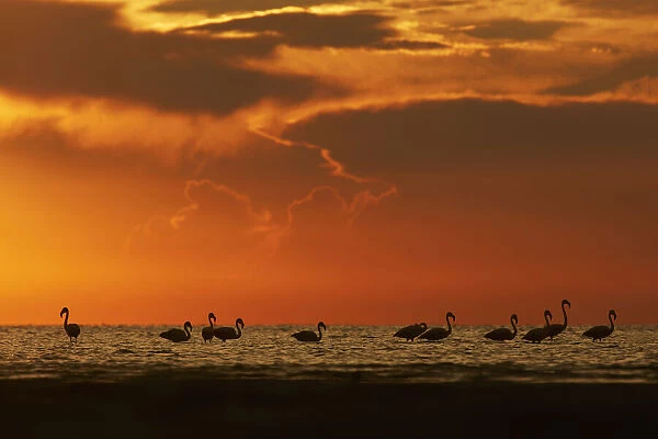 Flamingos silhouette at sunset in the waters of Laguna Mar Chiquita (Mar de Ansenuza)