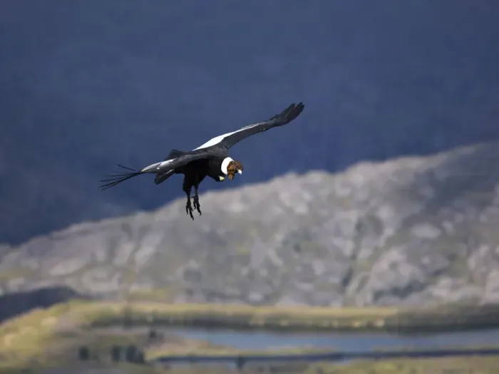 Framed Print : The flight of an Andean Condor in the skyes of Cordoba, Valle de los Lisos, Los Gigantes, Argentina Framed Print : The flight of an Andean Condor in the skyes of Cordoba, Valle de los Lisos, Los Gigantes, Argentina