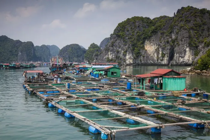 Framed Print : Floating fish farm off Cat Ba Island, Halong Bay, Vietnam Framed Print : Floating fish farm off Cat Ba Island, Halong Bay, Vietnam