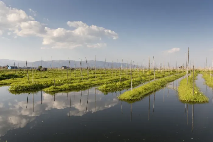 Framed Print : Floating gardens, Inle lake, Shan state, Myanmar Framed Print : Floating gardens, Inle lake, Shan state, Myanmar