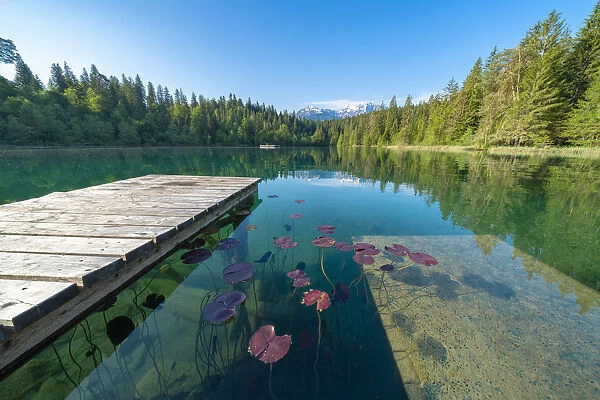 Floating leaves of plants on water surface of clean Cresta lake (Crestasee), Flims