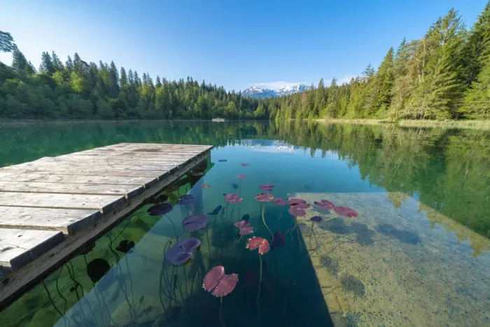 Framed Print : Floating leaves of plants on water surface of clean Cresta lake (Crestasee), Flims Framed Print : Floating leaves of plants on water surface of clean Cresta lake (Crestasee), Flims