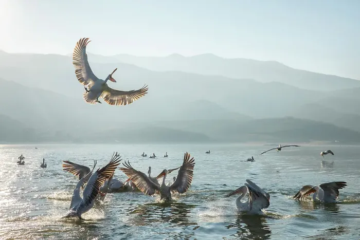 Framed Print : Flock of Dalmatian Pelican (Pelecanus crispus) feeding on Lake Kerkini, Greece Framed Print : Flock of Dalmatian Pelican (Pelecanus crispus) feeding on Lake Kerkini, Greece