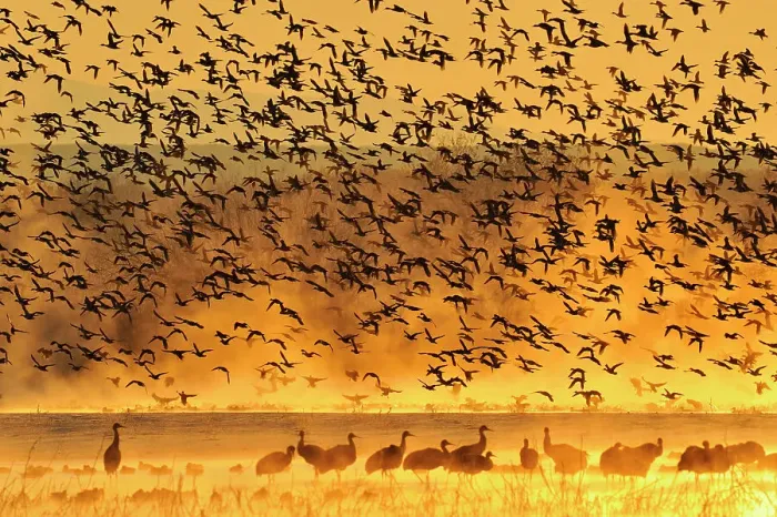 Framed Print : Flock of ducks taking flight from overnight roosting ponds at dawn, Bosque del Apache NWR, New Mexico, USA Framed Print : Flock of ducks taking flight from overnight roosting ponds at dawn, Bosque del Apache NWR, New Mexico, USA
