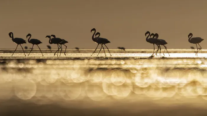 Framed Print : A flock of flamingos in Lake Natron at sunrise, Tanzania