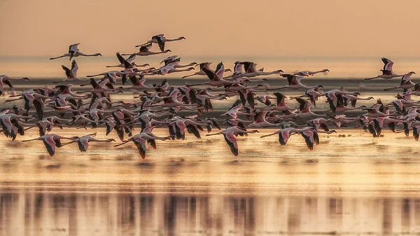A flock of flamingos in Lake Natron at sunrise, Tanzania